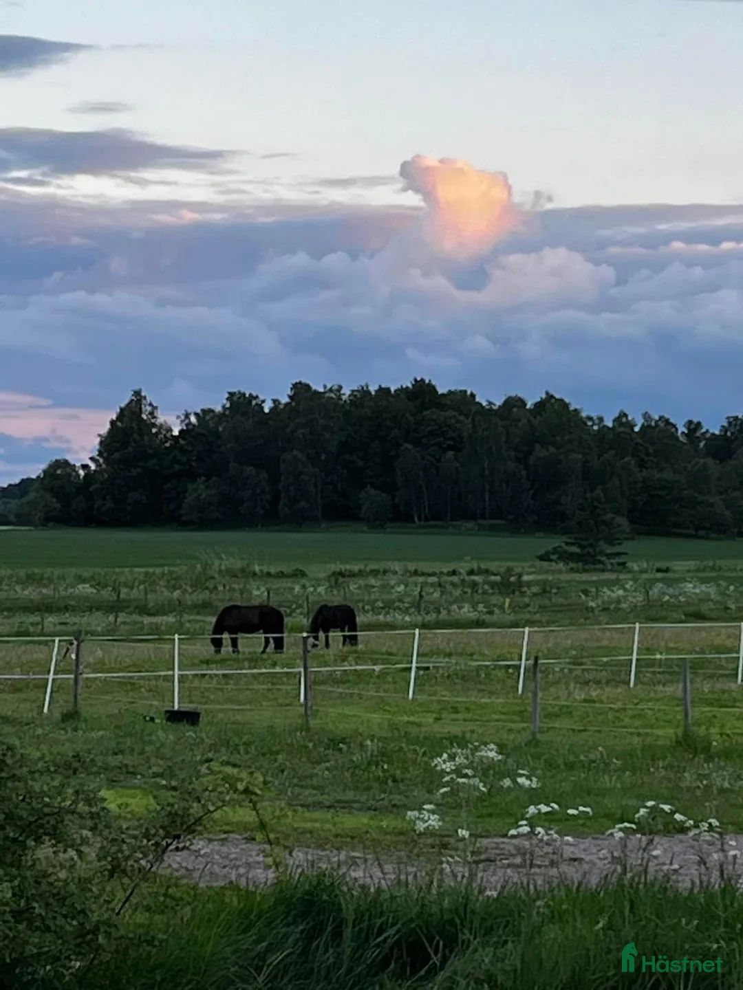  stallplats finnes: Boxplats och lösdrift  - Annons 1