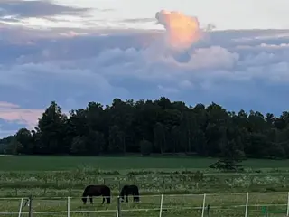 stallplats Boxplats och lösdrift - Annons 6