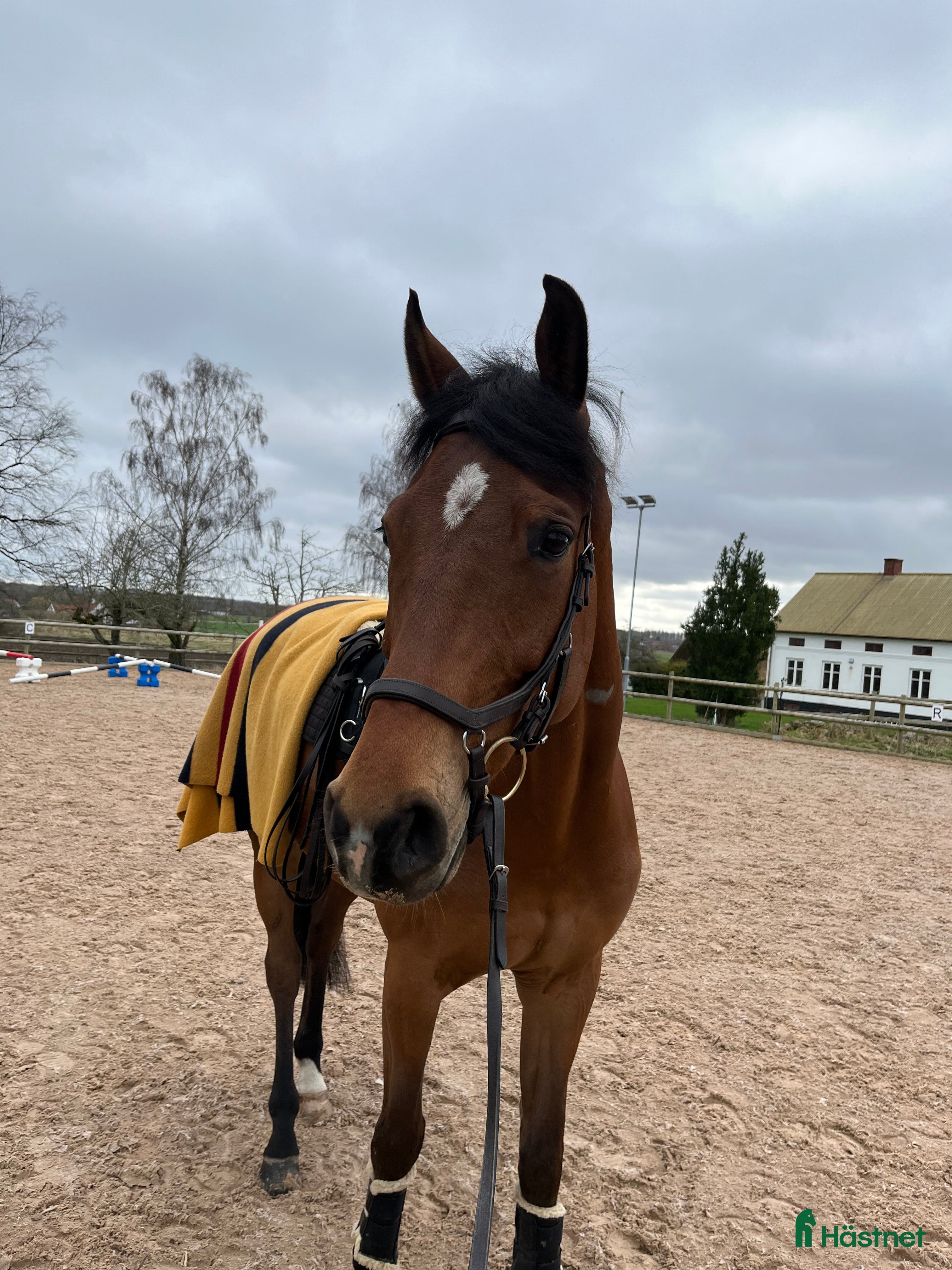  hästar En trevlig bästa kompis  i Södra Sandby - Annons 16