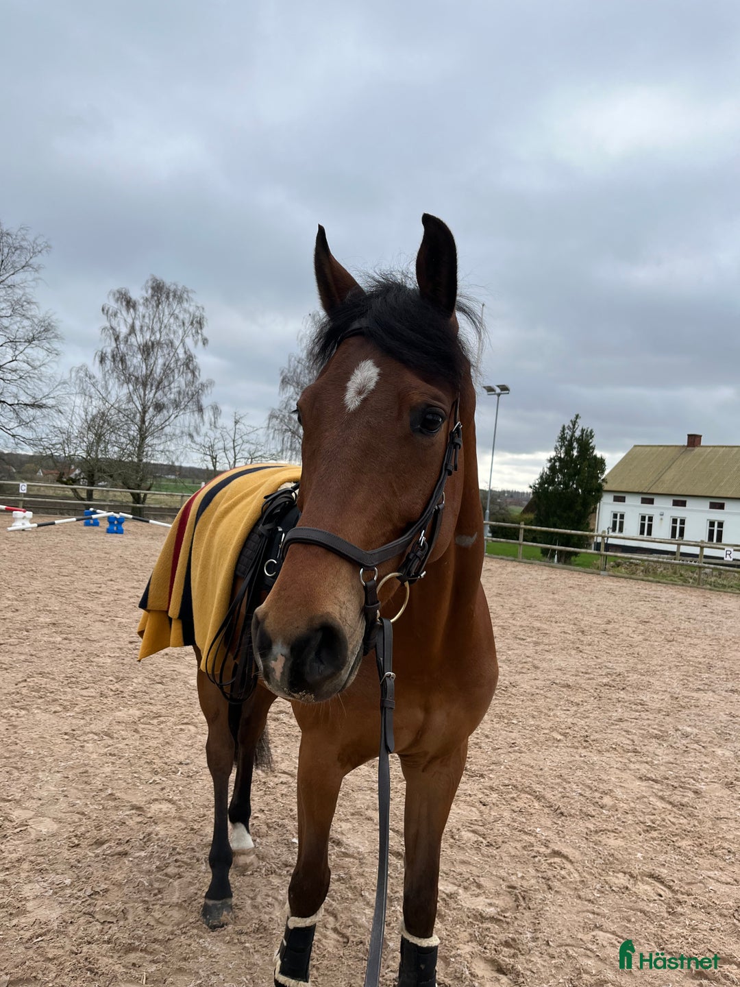 Hoppning hästar till salu: En trevlig bästa kompis  i Södra Sandby - Annons 1