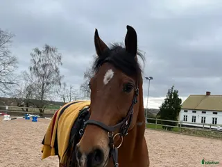 hästar En trevlig bästa kompis i Södra Sandby - Annons 21