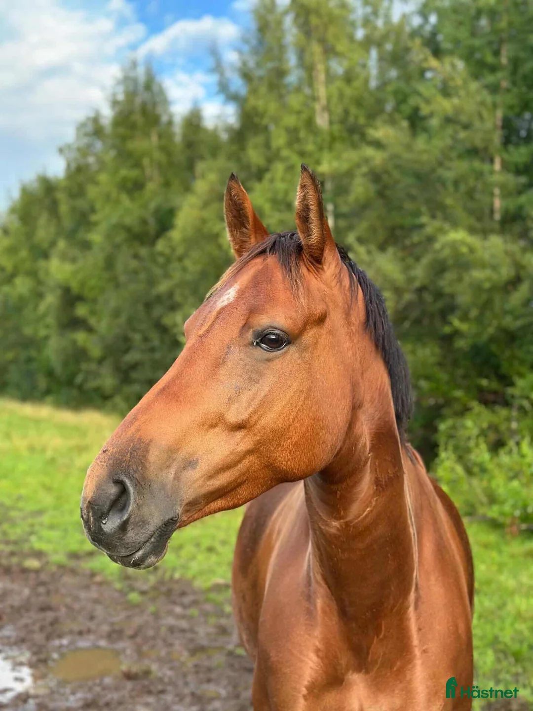 Hoppning hästar till salu: Fint sto för framtiden!  - Annons 1