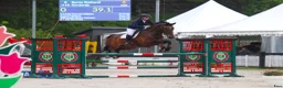 Hoppning hästar till salu: Spranghest med kapasitet  i Sandnes - Annons 3