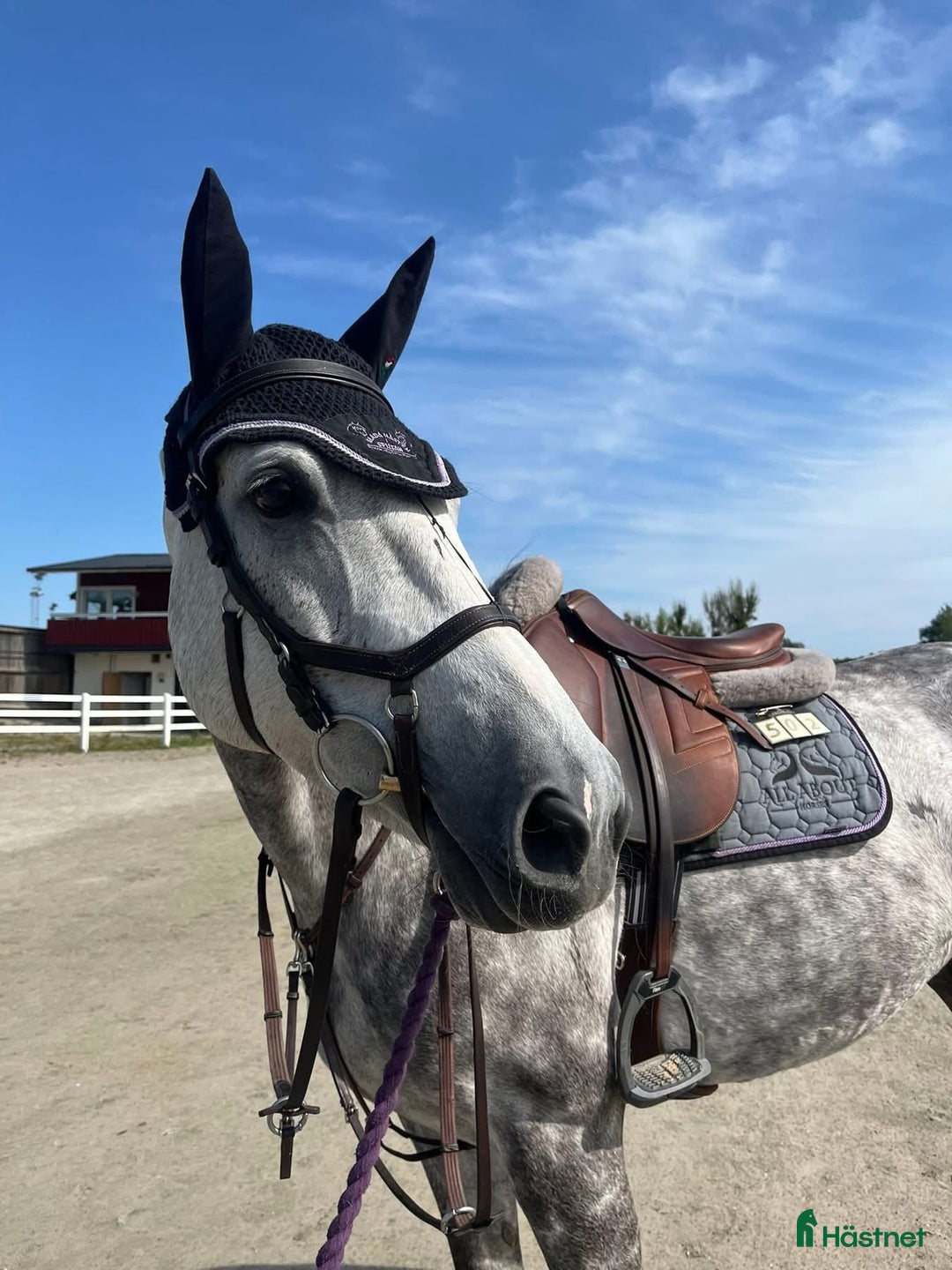 Hoppning hästar till salu: Perfekt övergångshäst i Kil - Annons 2