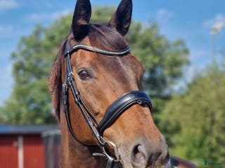 hästar Söker dressyr/allroundhäst i Kungälv - Annons 1