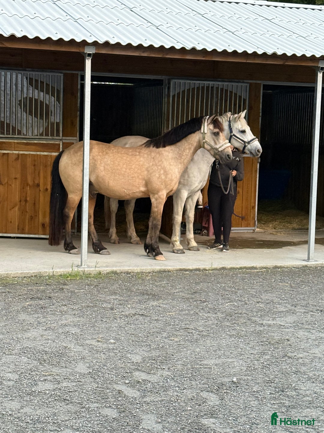  stallplats finnes: Stall platser/konvalecens/rehab/ i Lindesberg - Bild 5
