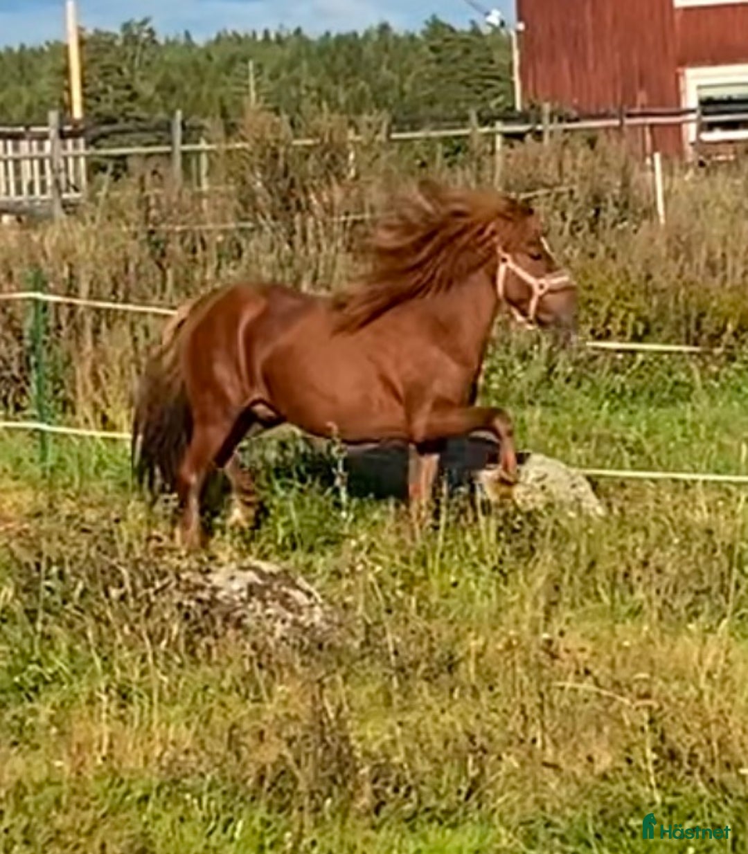 Island hästar till salu: Vacker hingst  i Skinnskatteberg - Annons 2