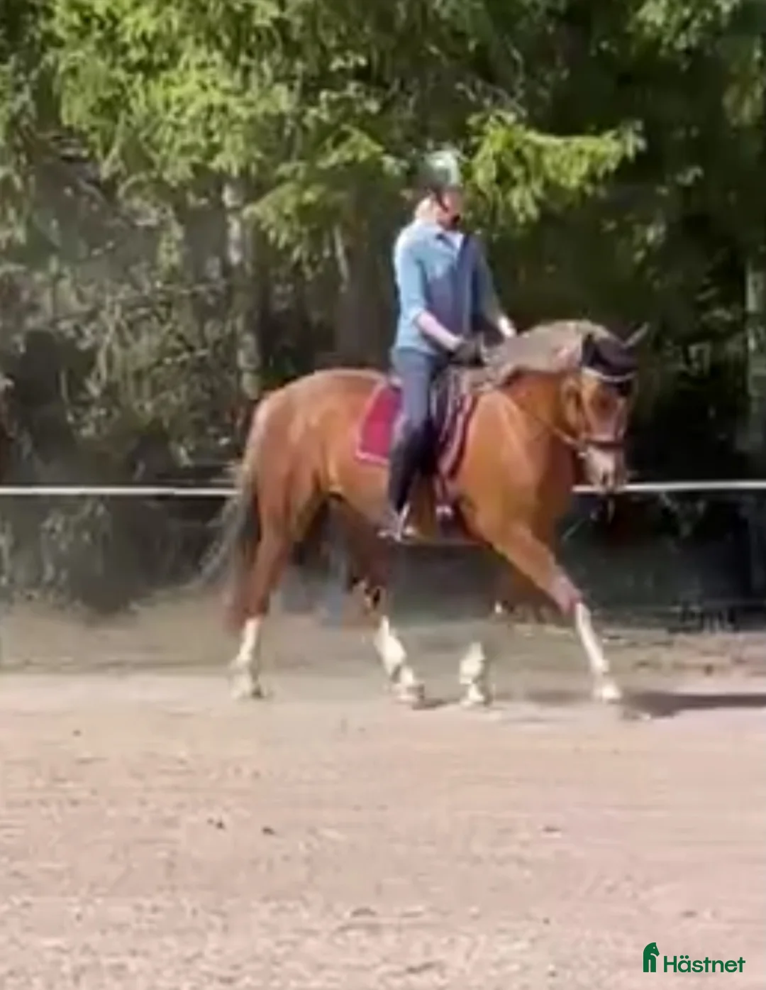 Allround hästar till salu: Vackert newforeststo född 2018 - Annons 3