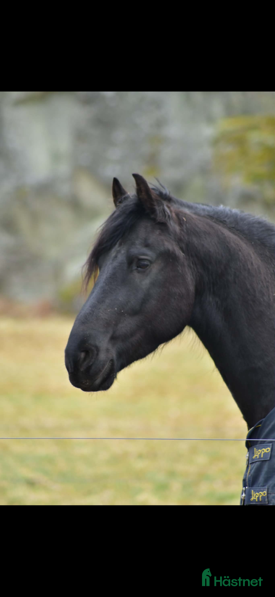  hästar Svart pärla 🌟 - Annons 2