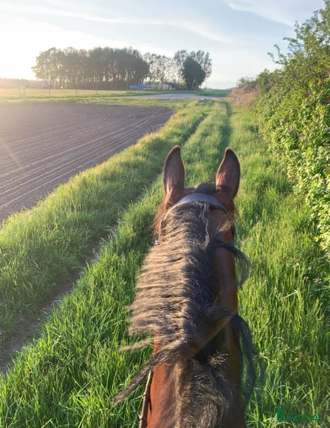  stallplats finnes: Lediga boxplatser strax utanför Ystad.  - Annons 10