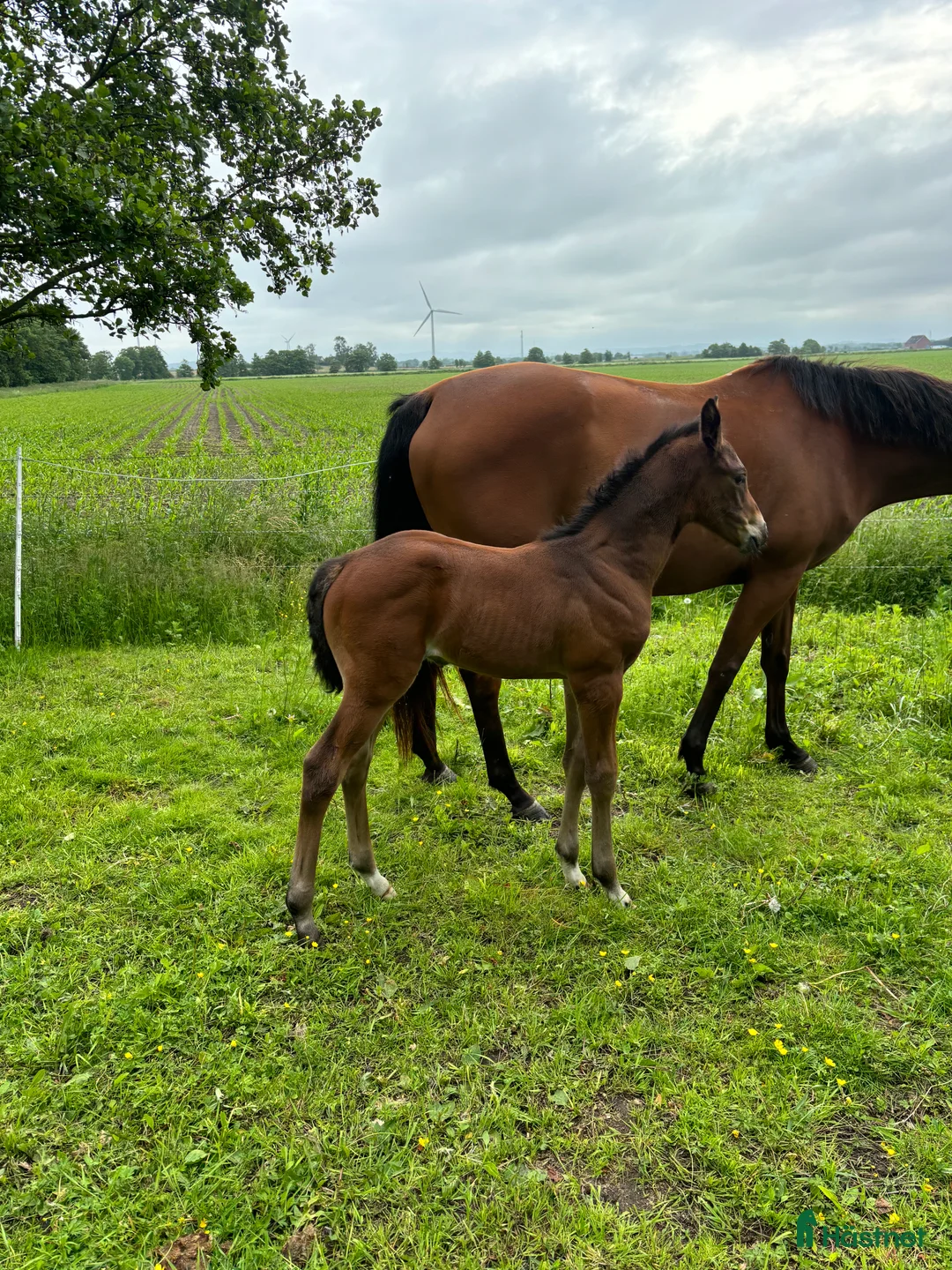 Allround hästar till salu: Ett riktigt fynd för den kräsne! i Tvååker - Annons 2