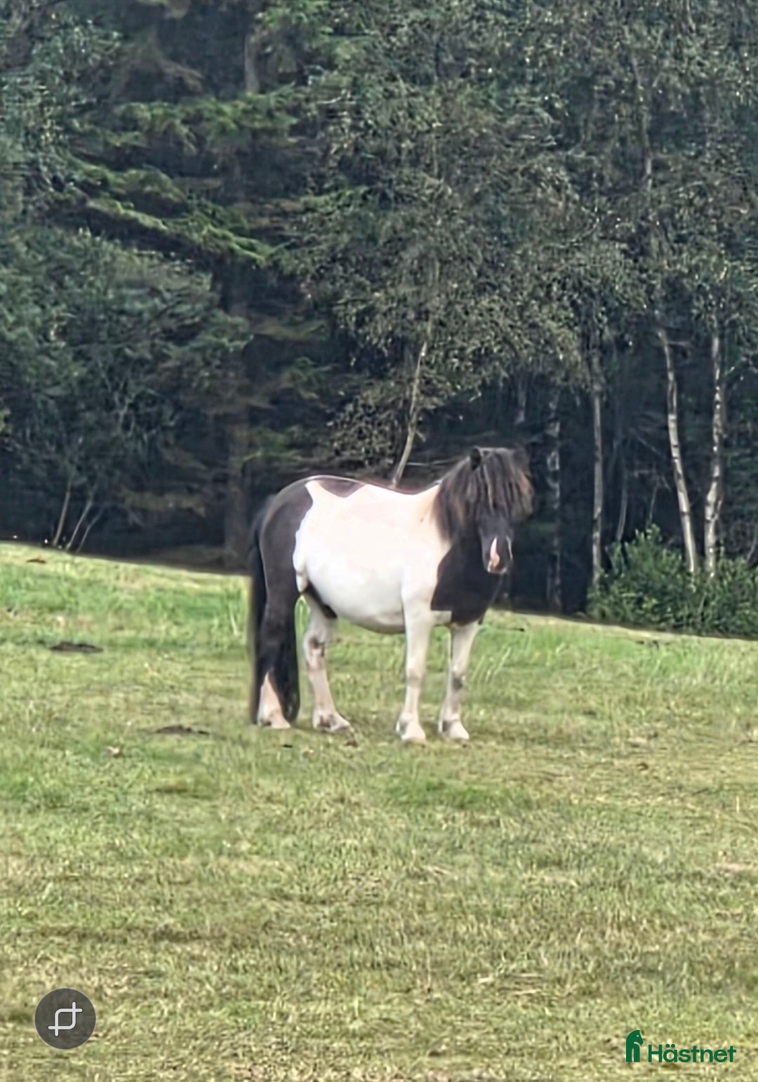  hästar Snäll kille - Annons 4