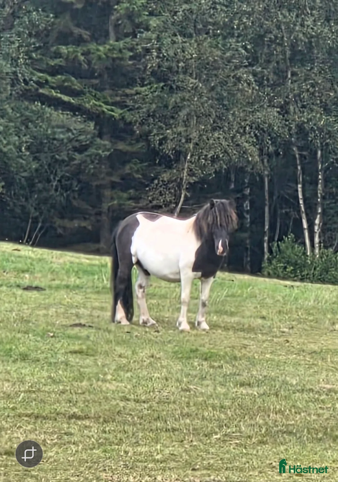 Allround hästar till salu: Snäll kille - Annons 1