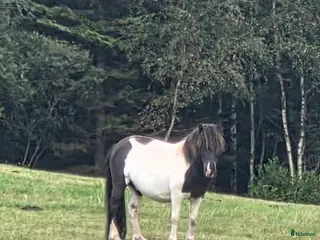 hästar Snäll kille - Annons 4