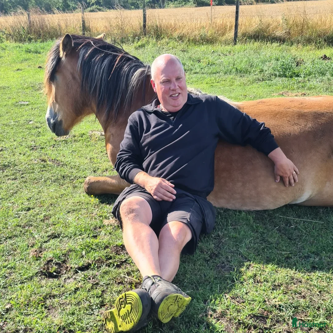 Allround hästar till salu: Stor och vänlig i Klintehamn - Annons 2