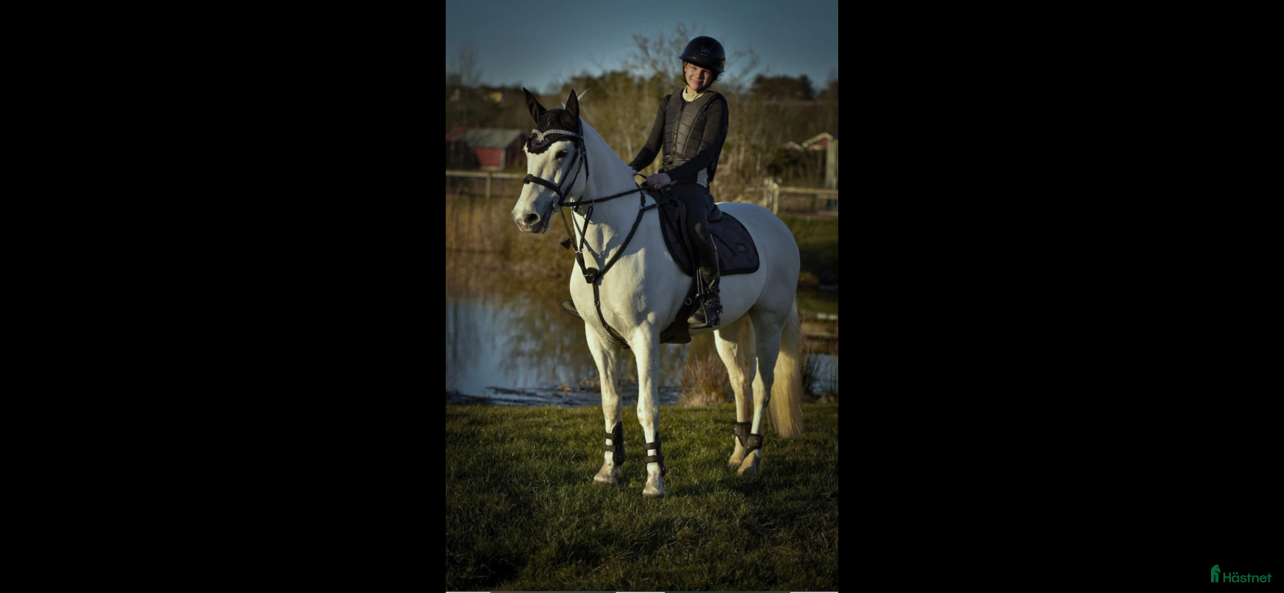  hästar Drömponny för valfri gren 🌟 - Annons 8