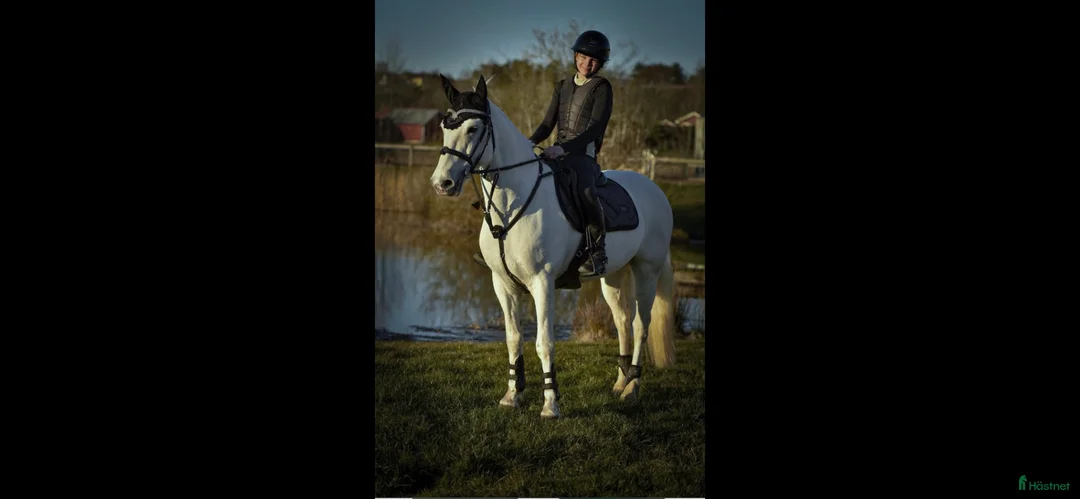 Allround hästar till salu: Drömponny för valfri gren 🌟 - Annons 1