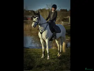 hästar Drömponny för valfri gren 🌟 - Annons 8