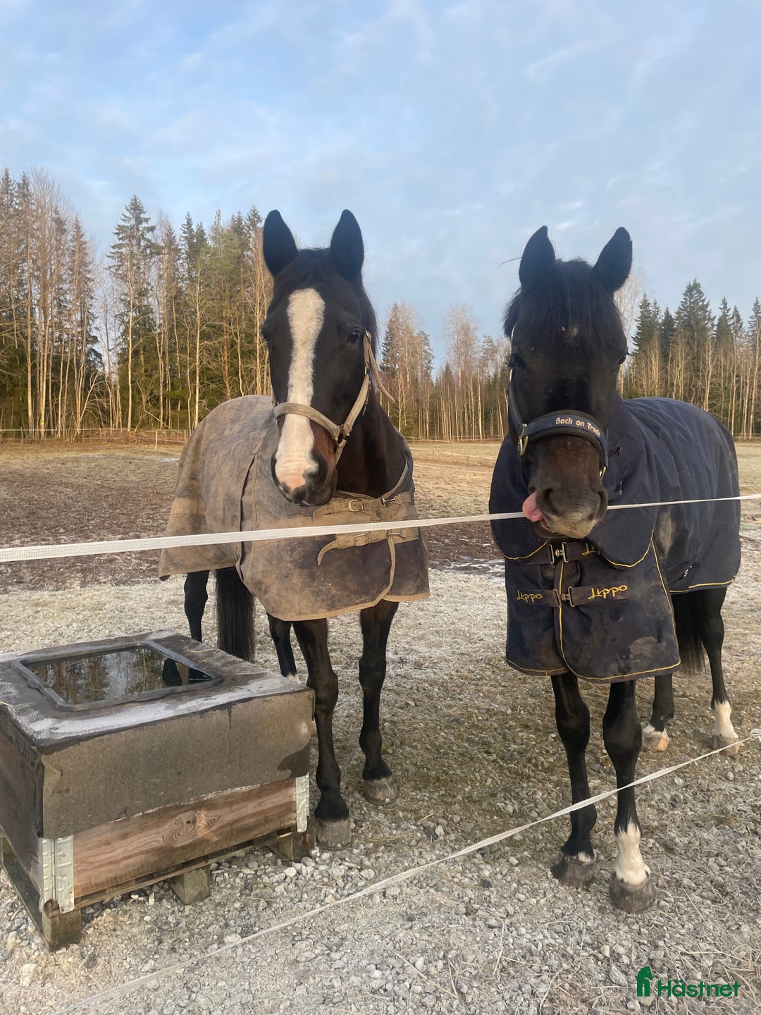 Allround hästar till salu: Min fina Plopp söker ett föralltid hem 💕 i Norberg - Annons 1