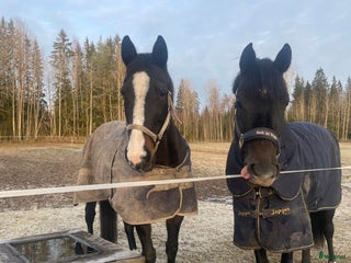 hästar Min fina Plopp söker ett föralltid hem 💕 i Norberg - Annons 1