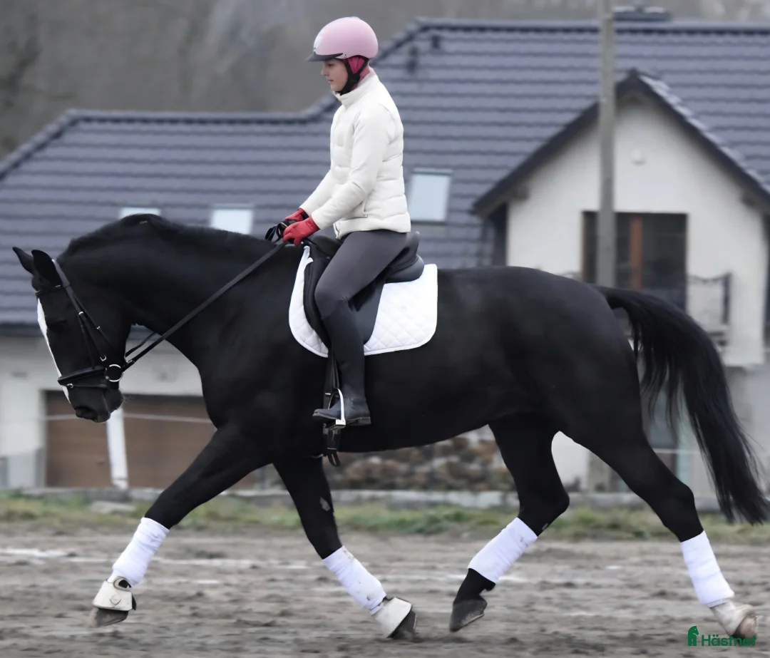 Allround hästar till salu: New Fantastic Silesian - perfect mover - Annons 1
