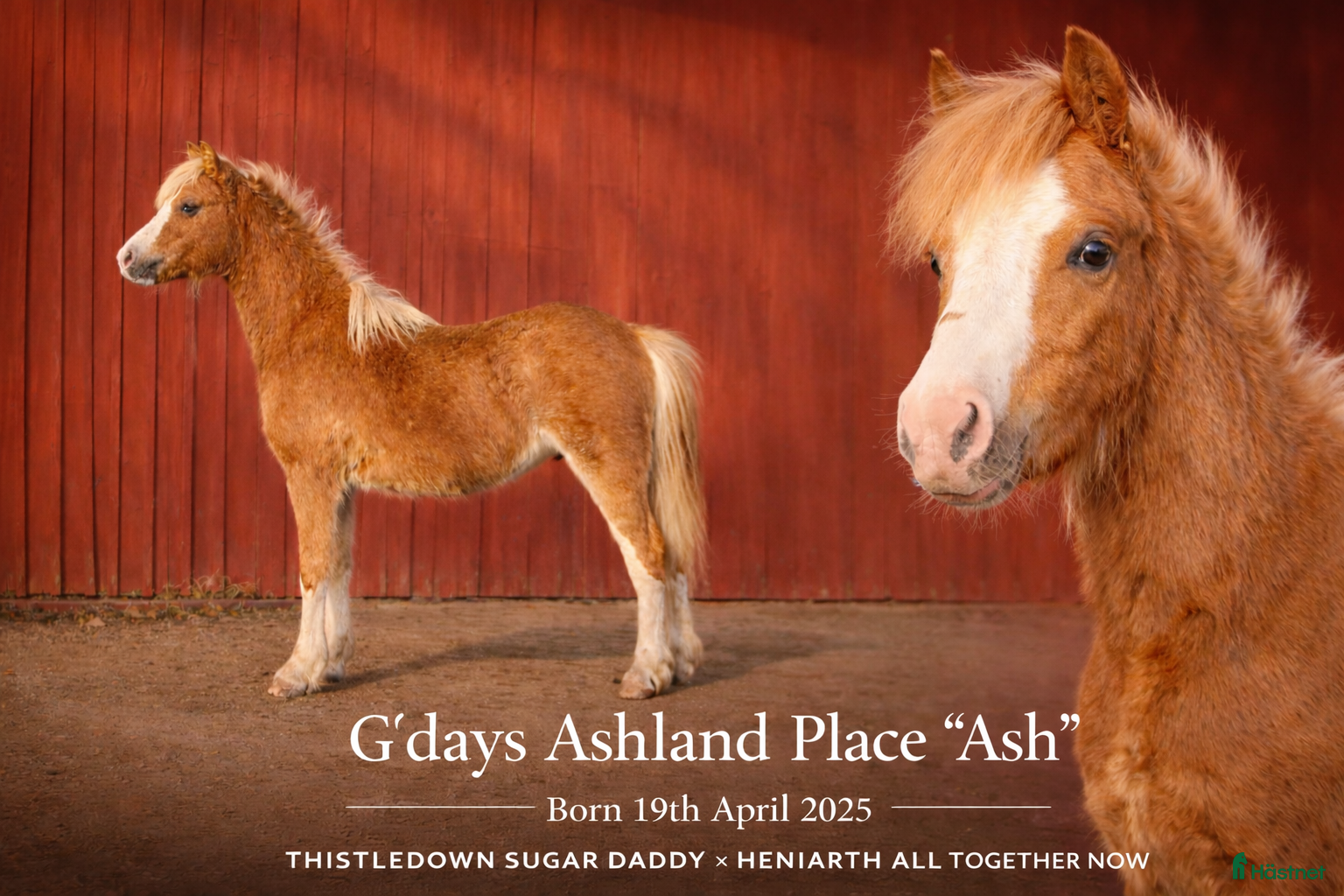  hästar superfin Welsh mountain kille - Annons 18