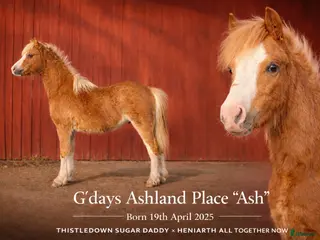 hästar superfin Welsh mountain kille - Annons 18