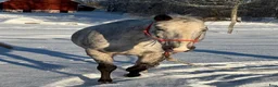 Övrigt hästar till salu: Appaloosa - Annons 4