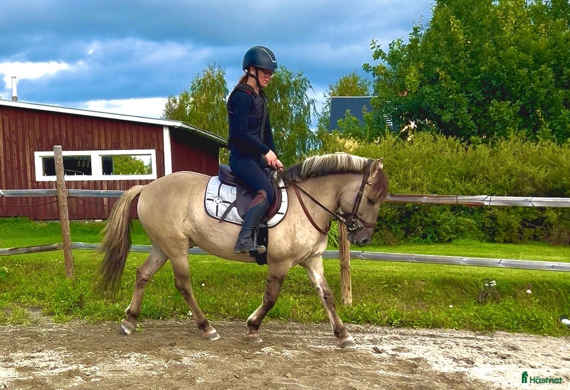  hästar Käck ponny  - Annons 10