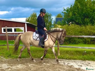 hästar Käck ponny - Annons 10