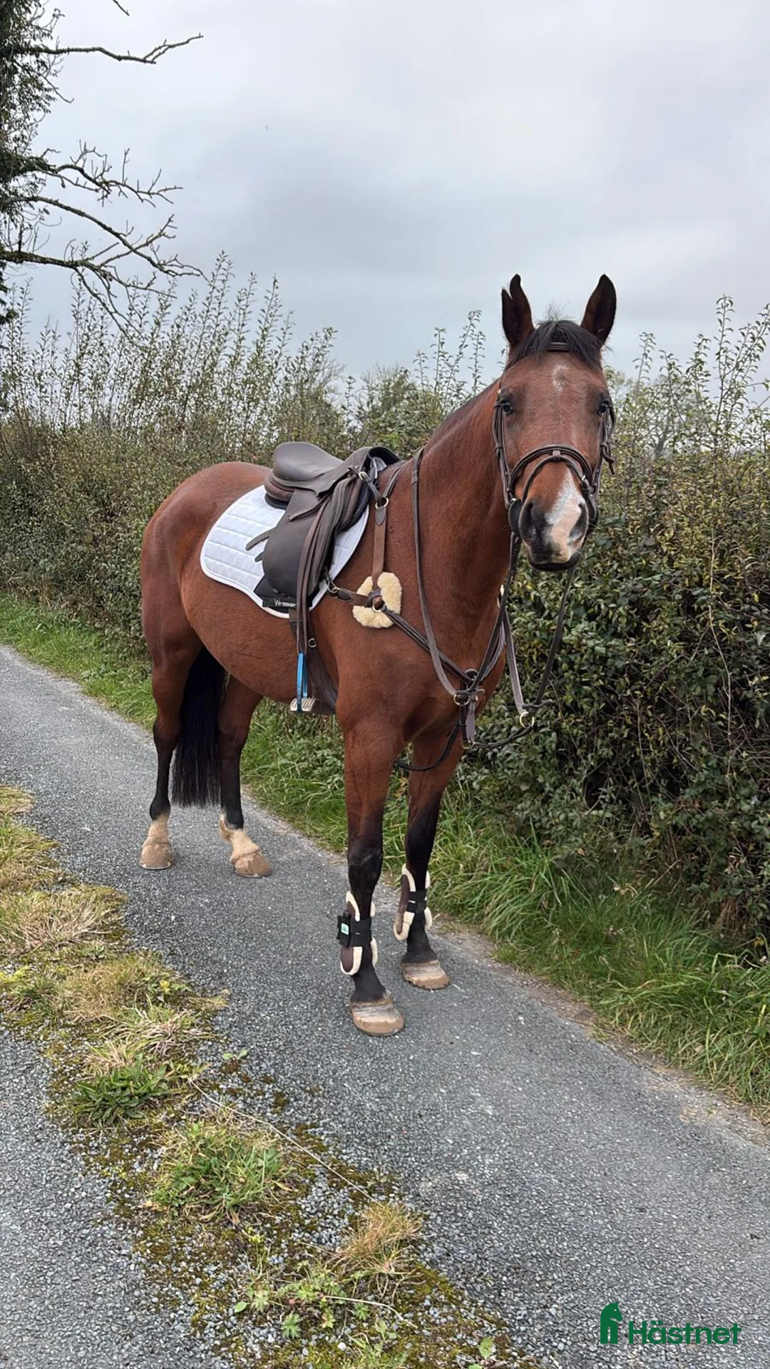 Hoppning hästar till salu: Lady Numero Uno i Ljungby - Annons 3