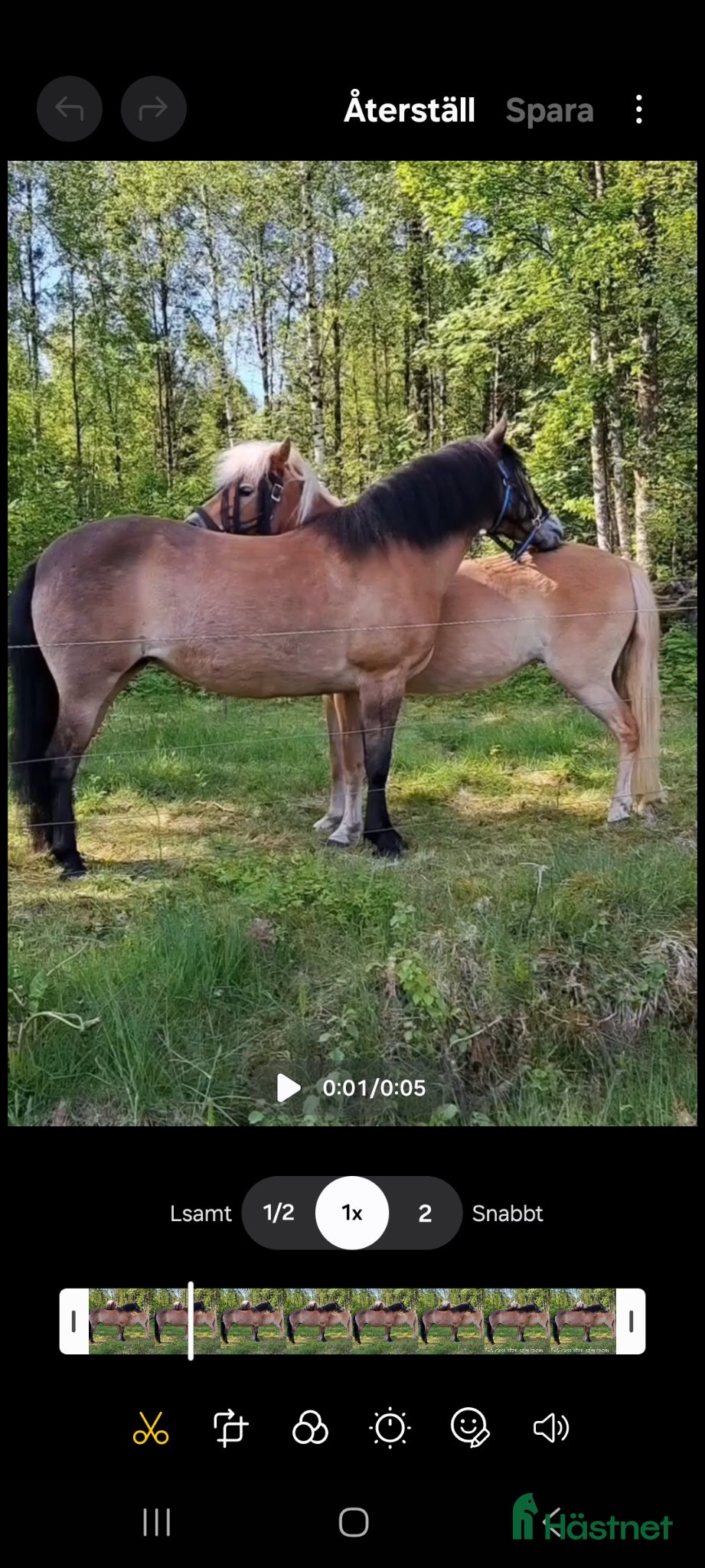  hästar Kompis sökes - Annons 1