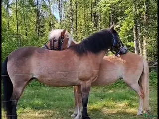 hästar Kompis sökes - Annons 1