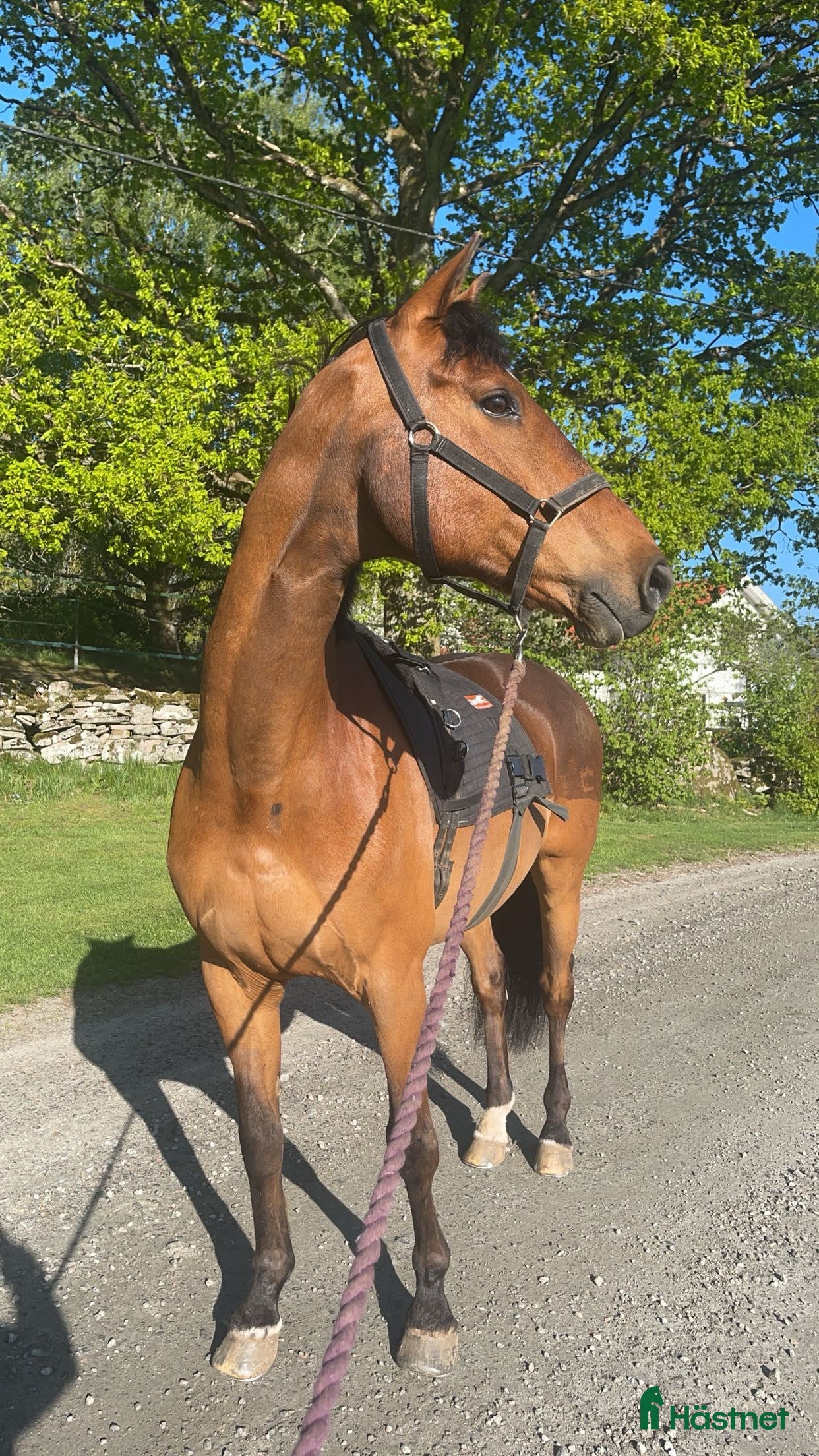  hästar Snällaste killen söker nytt hem i Öjersjö - Annons 20