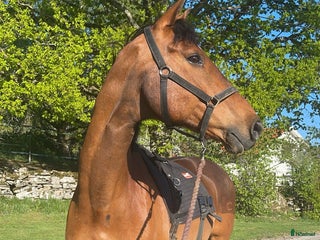 hästar Snällaste killen söker nytt hem i Öjersjö - Annons 10