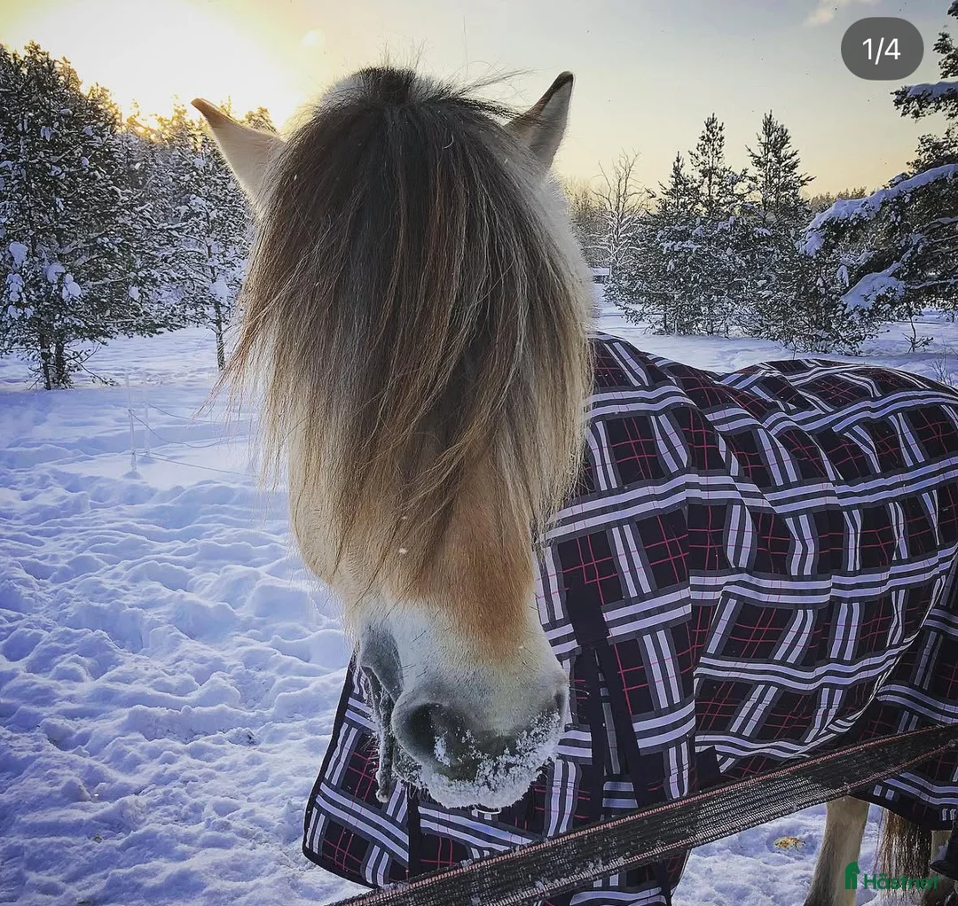  medryttarhäst finnes: Dressyr intresserad ryttare sökes till Fjording i Västerhaninge - Annons 9