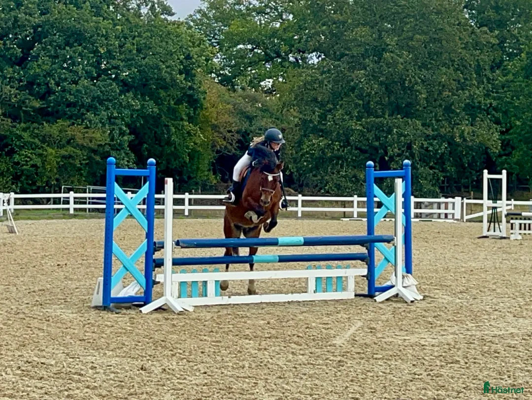 Hoppning hästar till salu: Power pony vurderes solgt - Annons 2