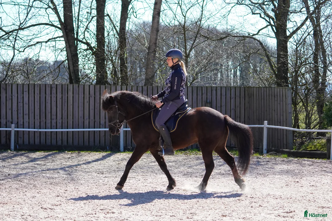 Island hästar till salu: Lilja – den perfekta familjehästen!  - Annons 2