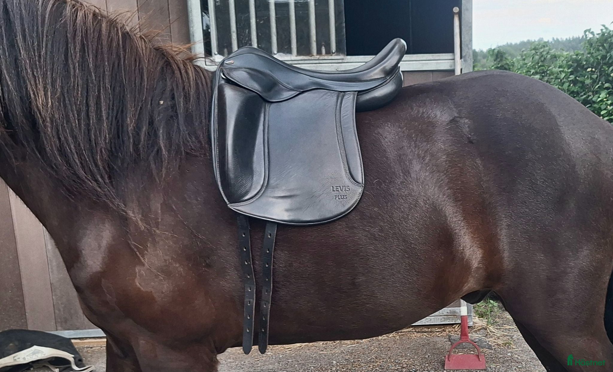 Sadlar hästutrustning Eques Levis Plus - Annons 21