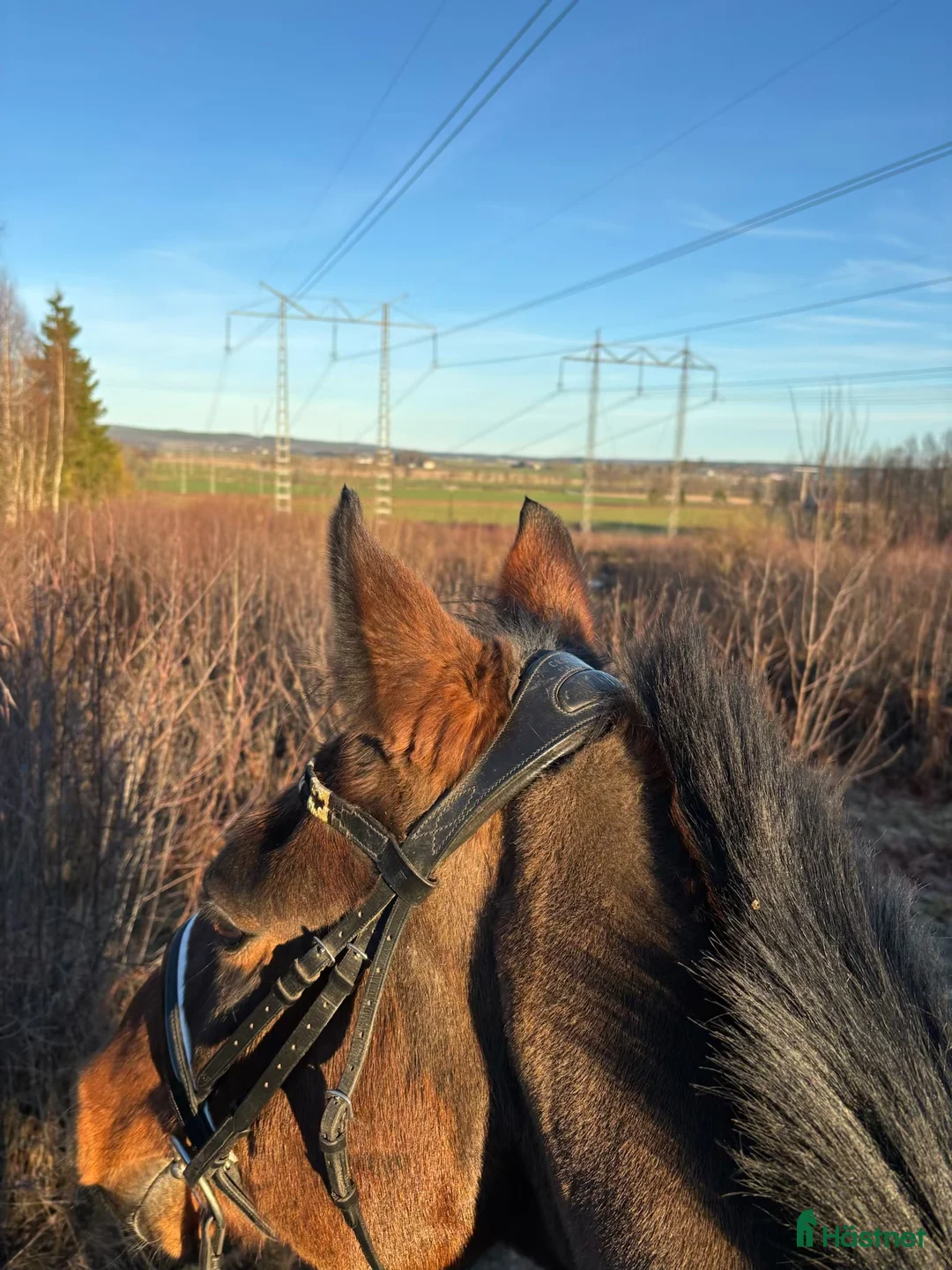 Dressyr hästar sökes: Läromästare  i Hallsberg - Annons 1