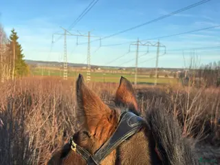 hästar Läromästare - Annons 1