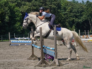 hästjobb Homegroom/rider with driving licence. - Annons 1