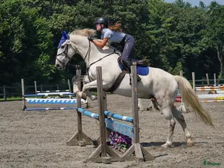 hästjobb Homegroom/rider with driving licence. - Annons 10