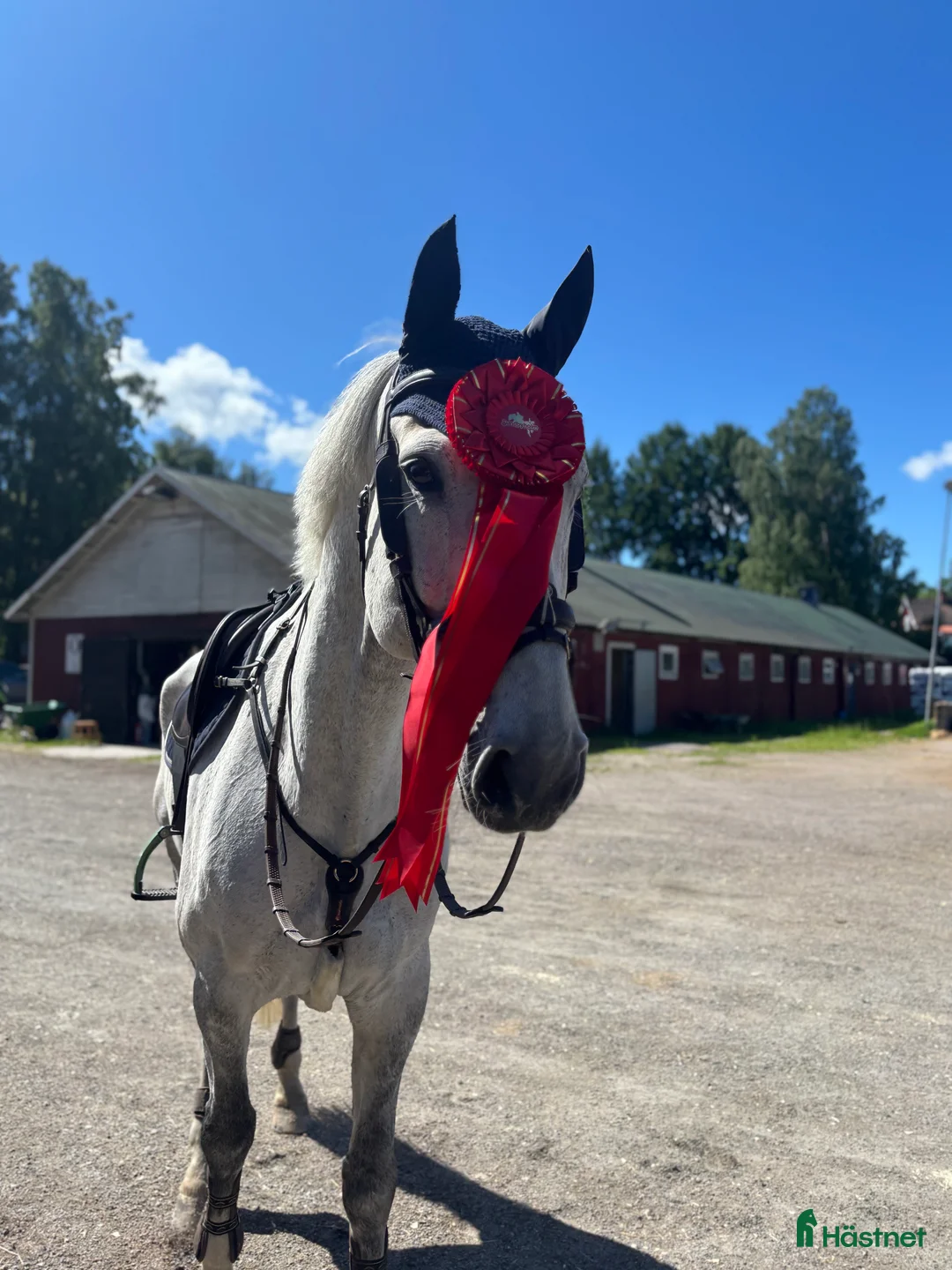 Hoppning hästar till salu: Kanske den bästa hästen till en junior. - Annons 1