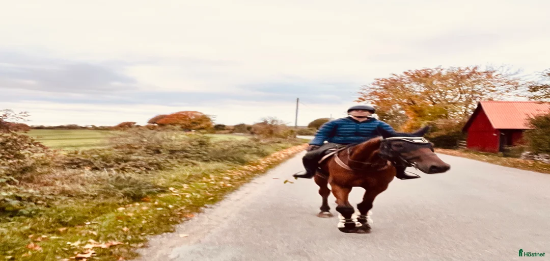 Galleribild {{count}}