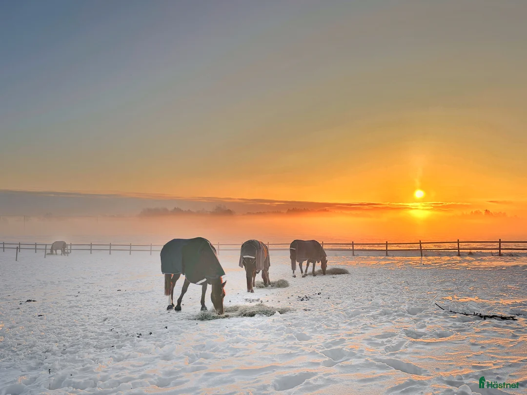  stallplats finnes: STALLPLATS FINNS I HÅTUNA - Bro/Bålsta/Sigtuna - Annons 2