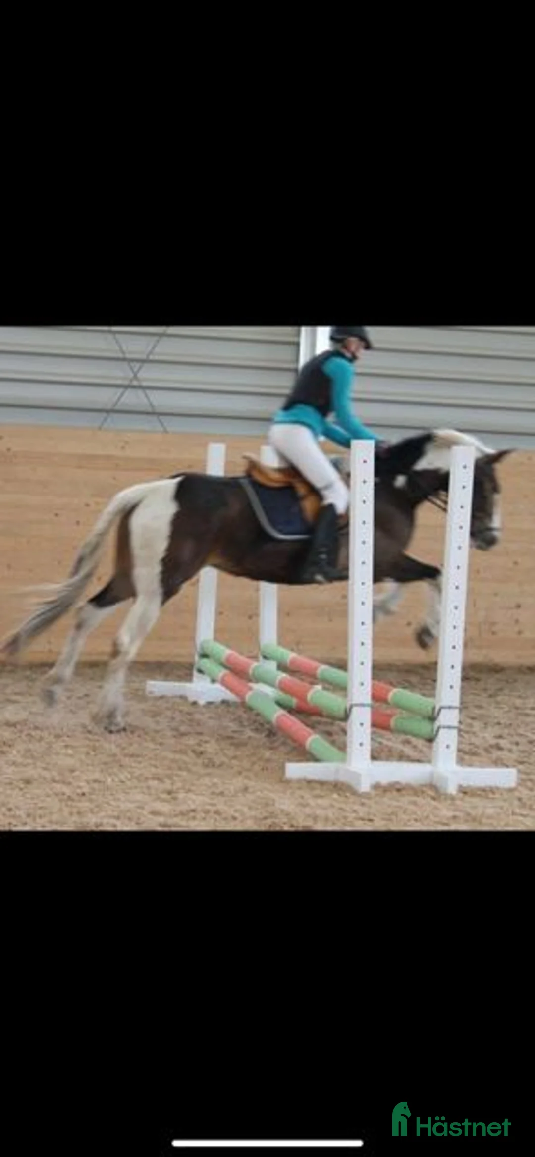 Working Equitation hästar till salu: 2 D ponny från Ridskola, Voltige, Para - Annons 2
