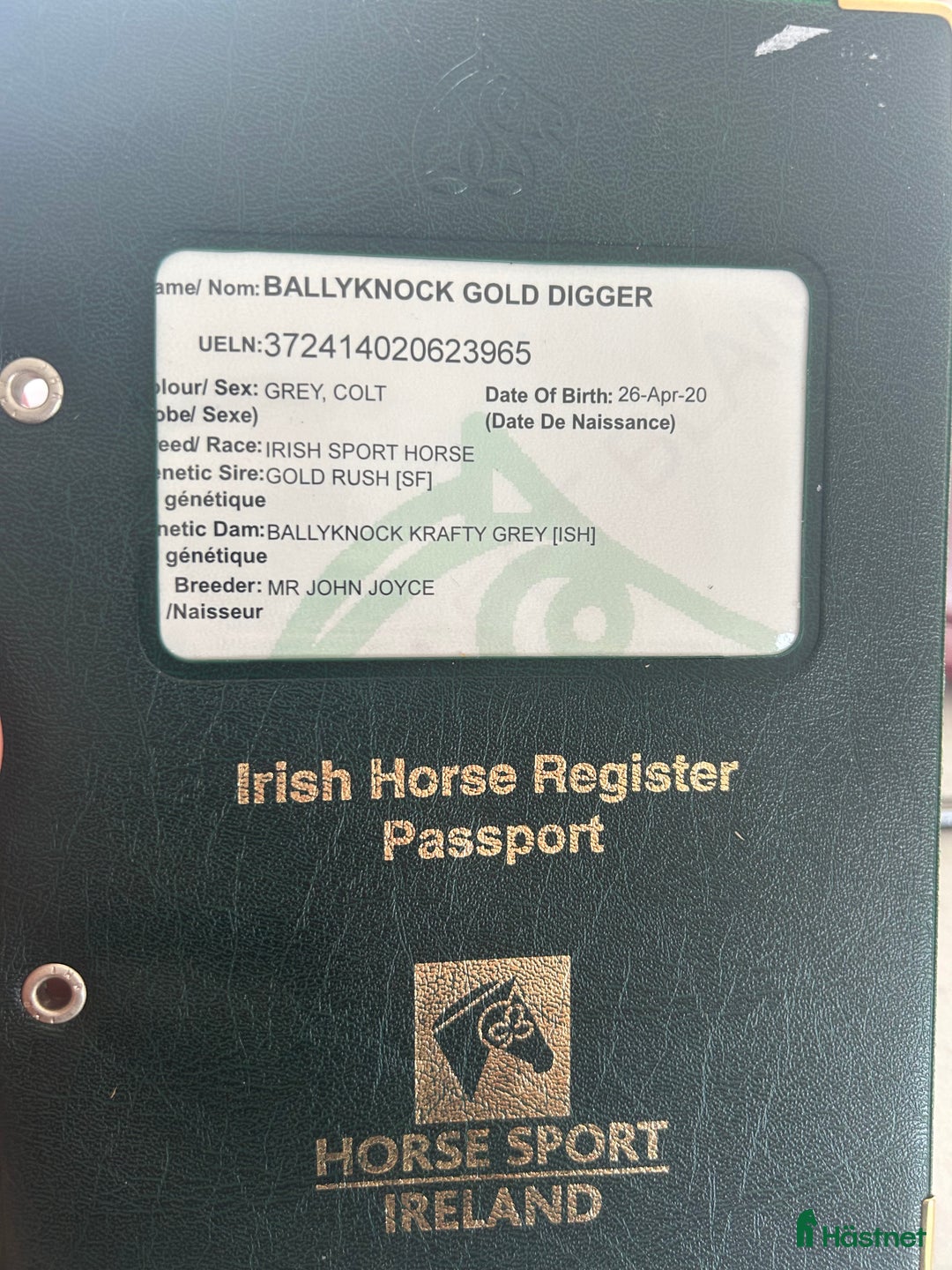 Allround hästar till salu: Alrounder/ Showjumping Horse  i Vrigstad - Annons 3