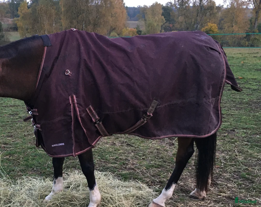 Täcken hästutrustning till salu: Haglunds regntäcke 50 g i Sösdala - Annons 1