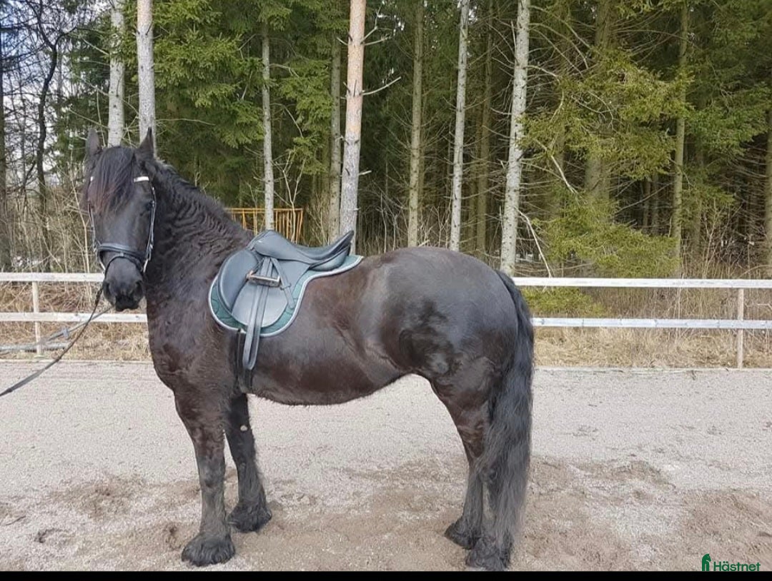 Allround hästar till salu: 2 frieserston i Torsås - Annons 5